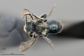 Media type: image;   Entomology 610958 Aspect: habitus dorsal view